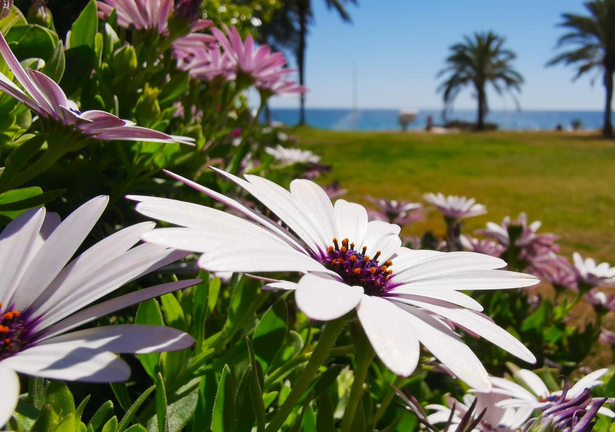 Apartment La Caleta Villajoyosa Εξωτερικό φωτογραφία